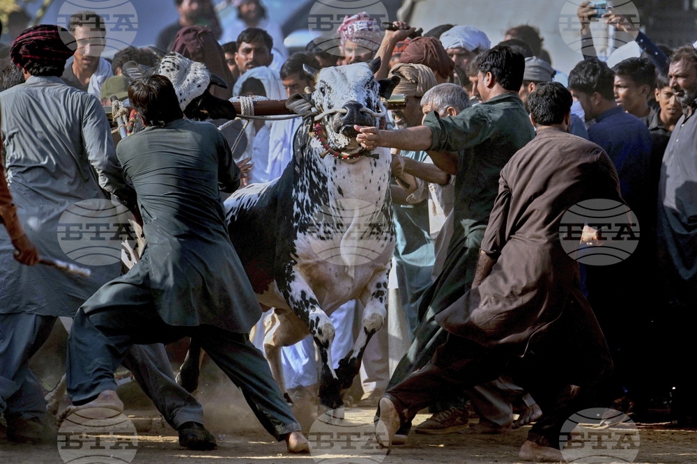 Pakistan Bull Racing Photo Gallery