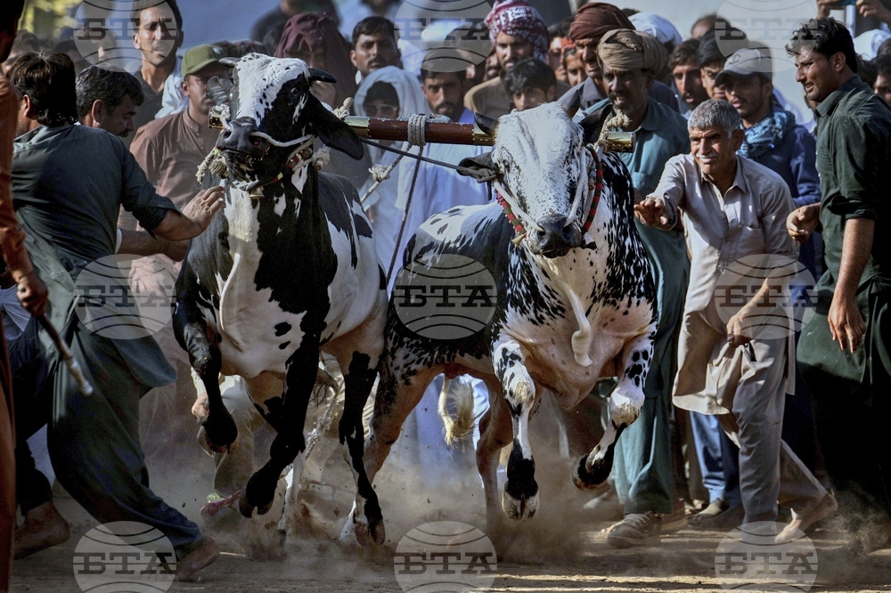 APTOPIX Pakistan Bull Racing Photo Gallery