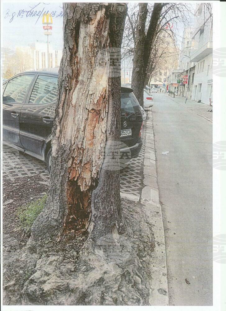 Община Варна: Премахват три сухи и опасни дървета в район „Одесос“