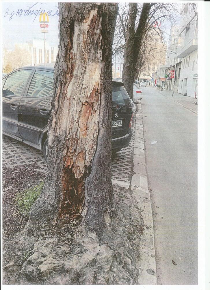 Община Варна: Премахват три сухи и опасни дървета в район „Одесос“