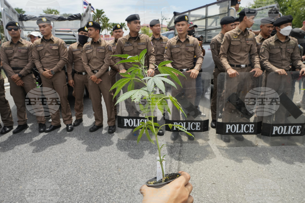 Thailand-Cannabis