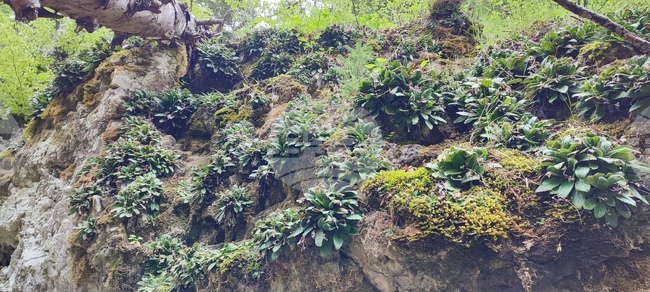 С фотоизложба и научна конференция горски служители и еколози отбелязаха Европейския ден на "Натура 2000" в Смолян