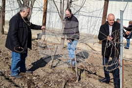 Варна - Трифон Зарезан - лозя