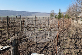 Варна - Трифон Зарезан - лозя