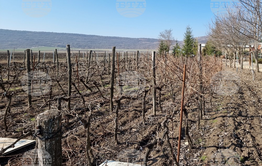 Варна - Трифон Зарезан - лозя