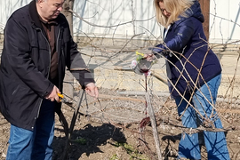 Варна - Трифон Зарезан - лозя