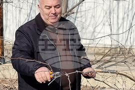 Варна - Трифон Зарезан - лозя