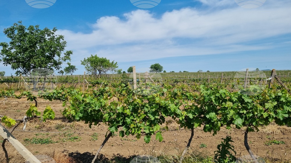 Най-добър винар ще избират на Трифон Зарезан в търговищкото село Макариополско