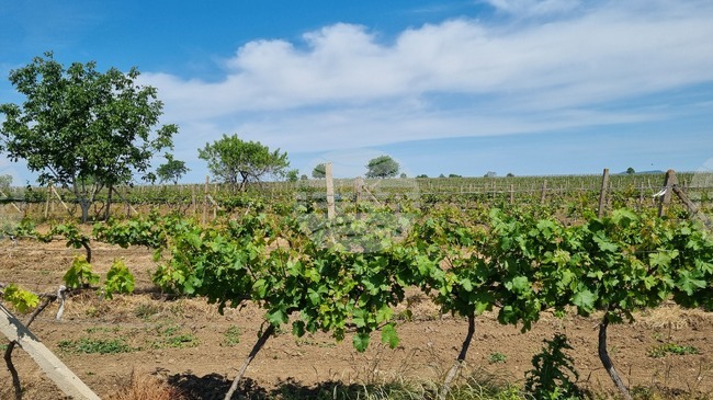 Най-добър винар ще избират на Трифон Зарезан в търговищкото село Макариополско