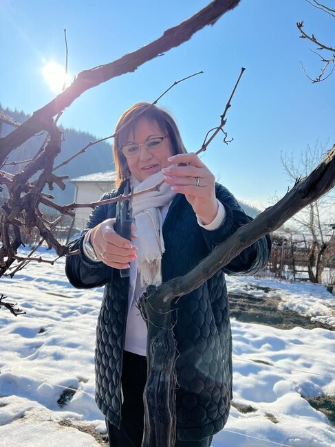 БСП: На Трифон Зарезан Корнелия Нинова заряза ритуално лозите в Осоица и Априлово