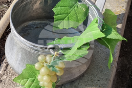 Варна - Трифон Зарезан - лозя - празник