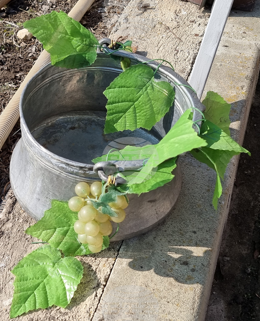 Пресъздаването на обреда „Трифон Зарезан“ в село Василевка се отменя