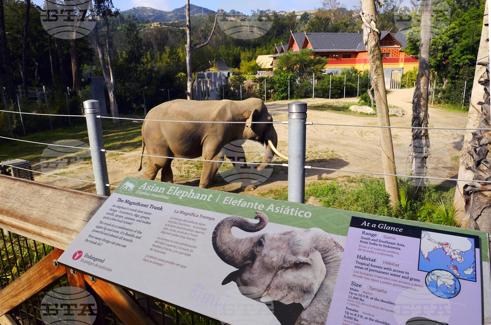 LA Zoo Last Elephants