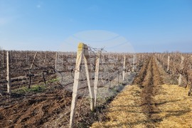 Плевен - Трифон Зарезан - Институт по лозарство и винарство