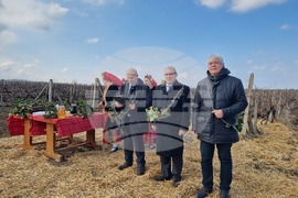 Плевен - Трифон Зарезан - Институт по лозарство и винарство