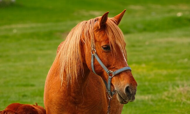 Четири нарушения на собственици на коне установиха инспекторите на Община Шумен само за един ден