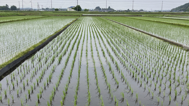 Япония регистрира рекордно високи температури; нарастват опасенията за оризовата реколта