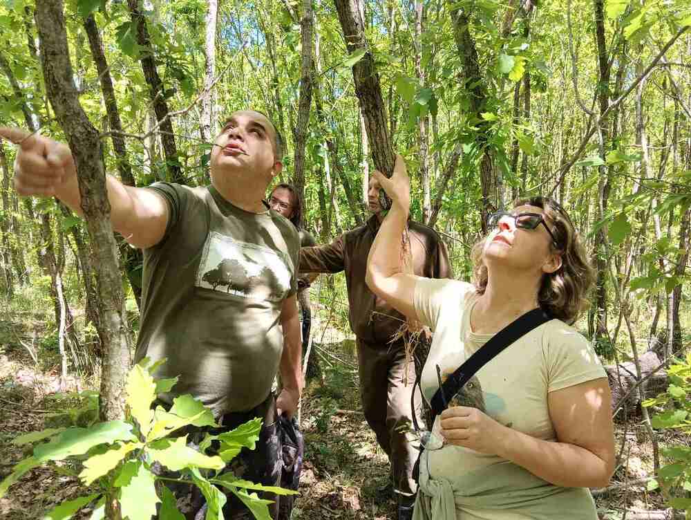 ИАГ: В световния ден на биоразнообразието, висока оценка за България за опазване на защитен вид и неговите горски местообитаня
