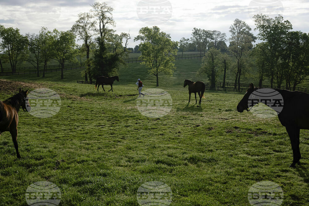 Recovery Through Horses
