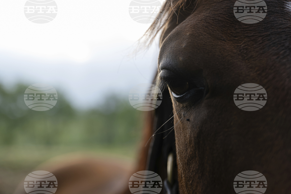Recovery Through Horses