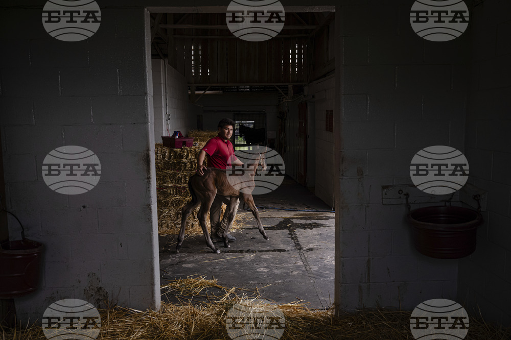 Recovery Through Horses