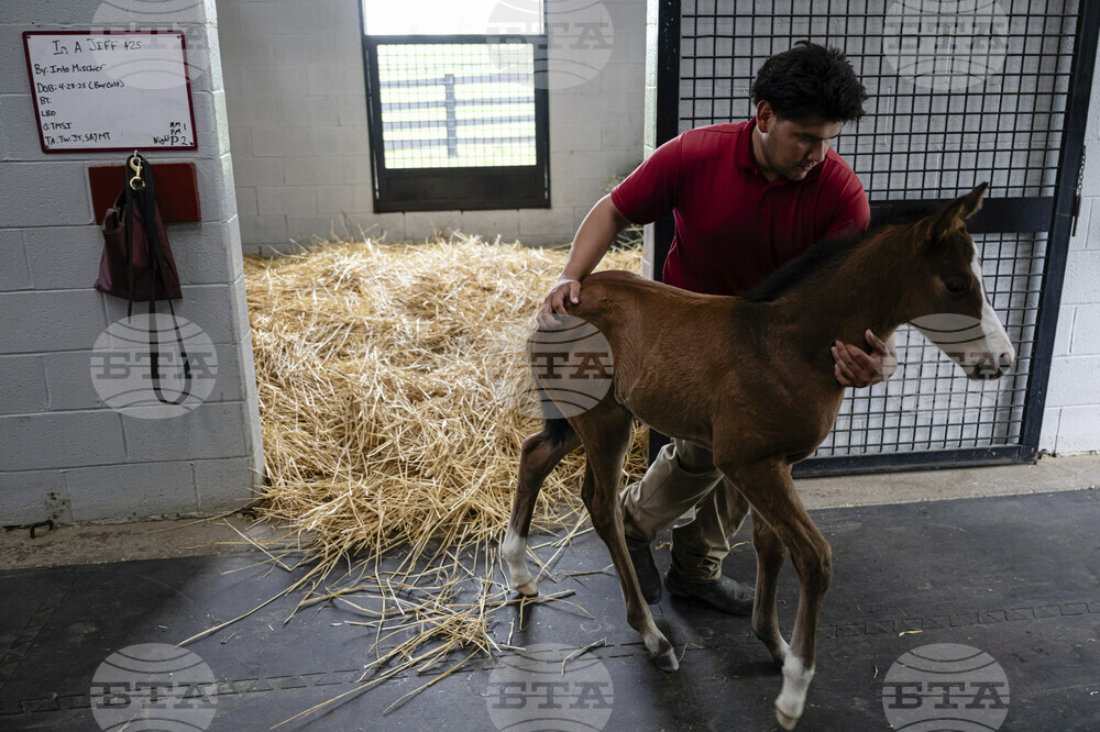 Recovery Through Horses