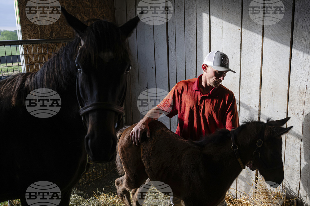 Recovery Through Horses