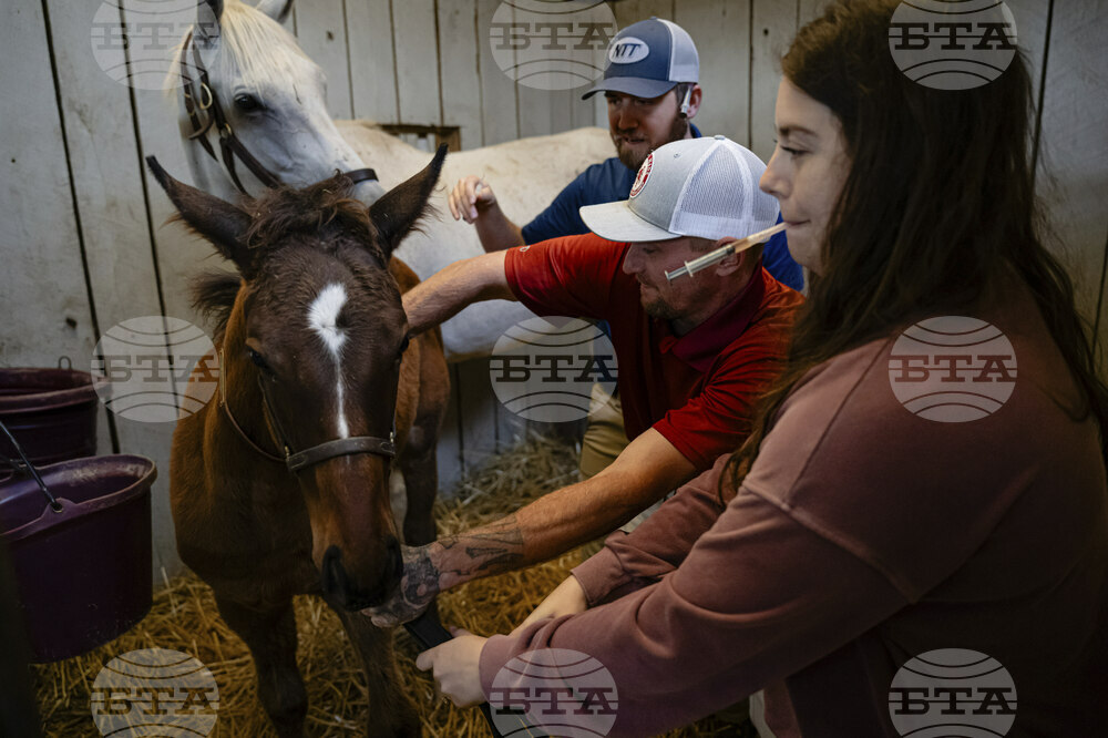 Recovery Through Horses