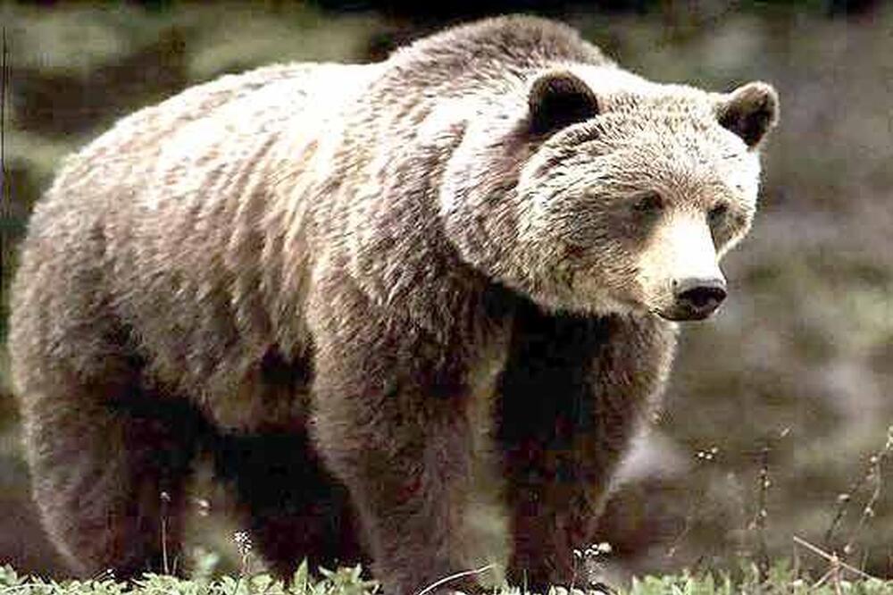  Нерегламентирани сметища и приучване към "изкуствена храна" могат да доведат до проблемно поведение на мечките, предупредиха от екоминистерството