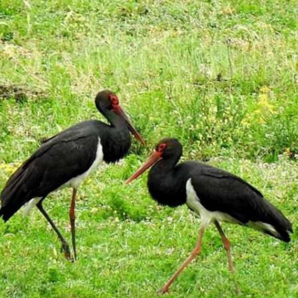 Двойка черни щъркели са забелязани в Котленско