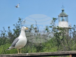 Созопол - остров Св. Иван - изглед