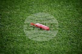 Футбол - Sesame Купа на България - Лудогорец - ЦСКА