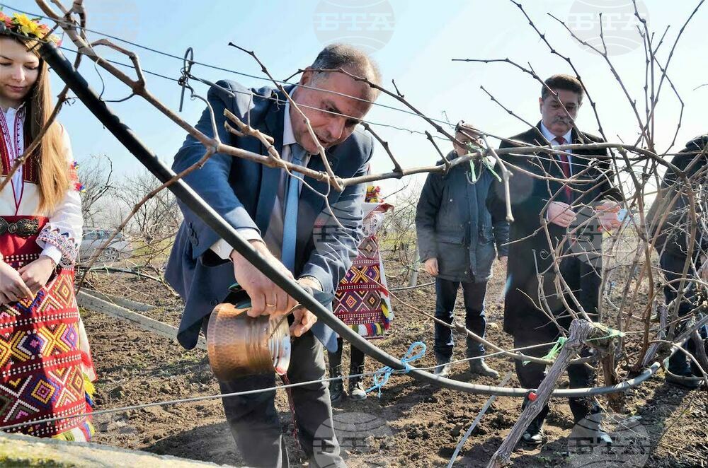 Ритуално зарязаха лозите на Тракийски университет