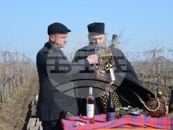 Снимка: Община Видин - Трифон Зарезан на лозовия масив между Гомотарци и Кошава