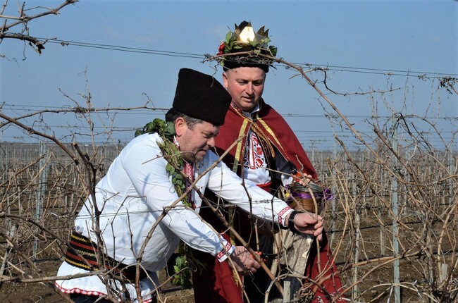 Община Видин: Отбелязаха Трифон Зарезан на лозовия масив между Гомотарци и Кошава