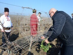 Снимка: Община Видин - Трифон Зарезан на лозовия масив между Гомотарци и Кошава