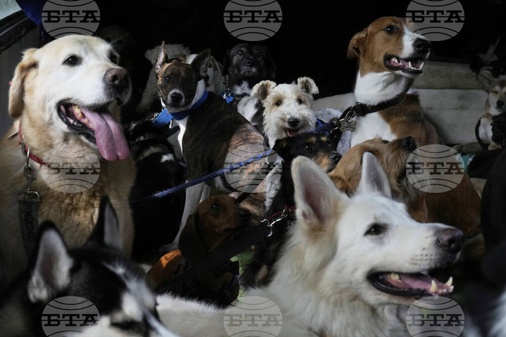 Разнообразието в размера и формата на кучетата е започнало преди 11 000 години, сочи проучване