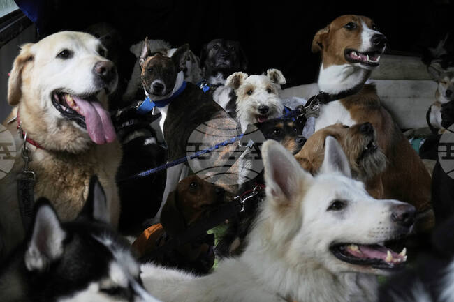 Разнообразието в размера и формата на кучетата е започнало преди 11 000 години, сочи проучване