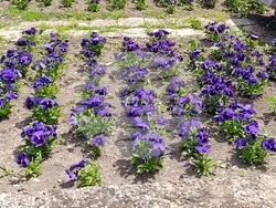 Снимка: Община Шумен