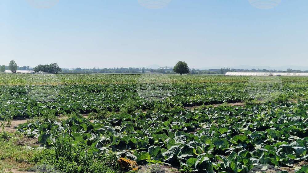 Земеделието продължава да е основен поминък в Садово, но е трудна реализацията на основната култура - фъстъка
