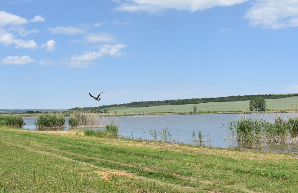 Излекувани и върнати в природата в Ловешко са два екземпляра от вида "Орел рибар", съобщиха от РИОСВ в Плевен
