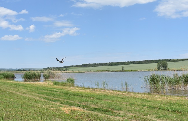 Излекувани и върнати в природата в Ловешко са два екземпляра от вида "Орел рибар", съобщиха от РИОСВ в Плевен