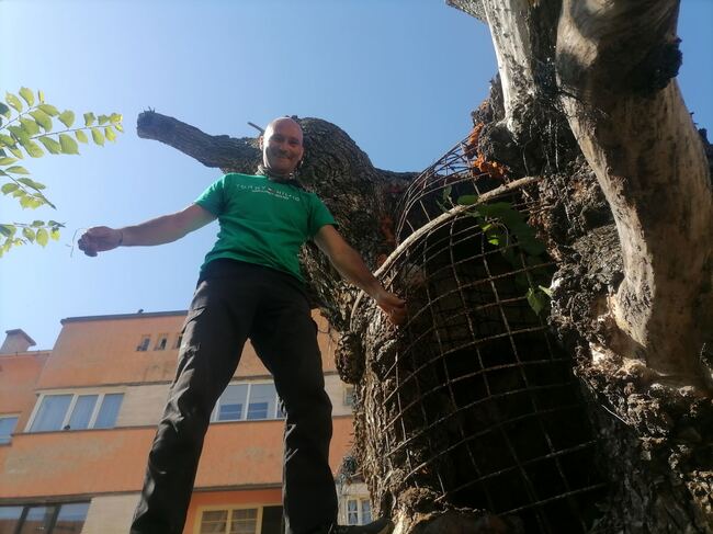 В Сливен бяха почистени и подрязани израстъците около Стария бряст