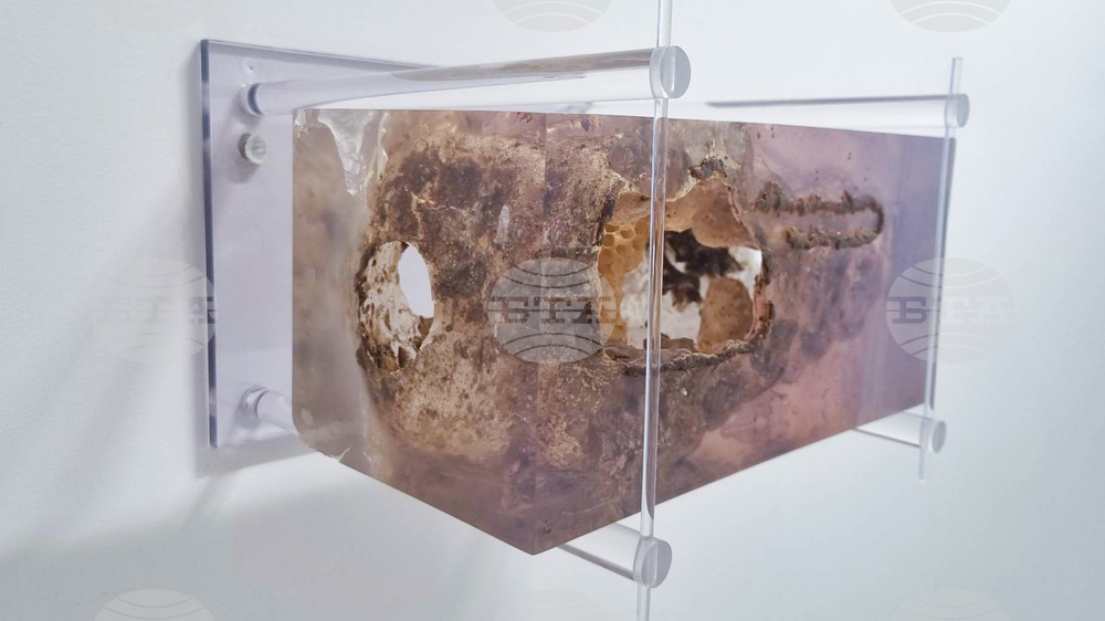 Exhibition Presents Pavlin Radevski's Sculptures Made in Collaboration with Some 5,000 Bees