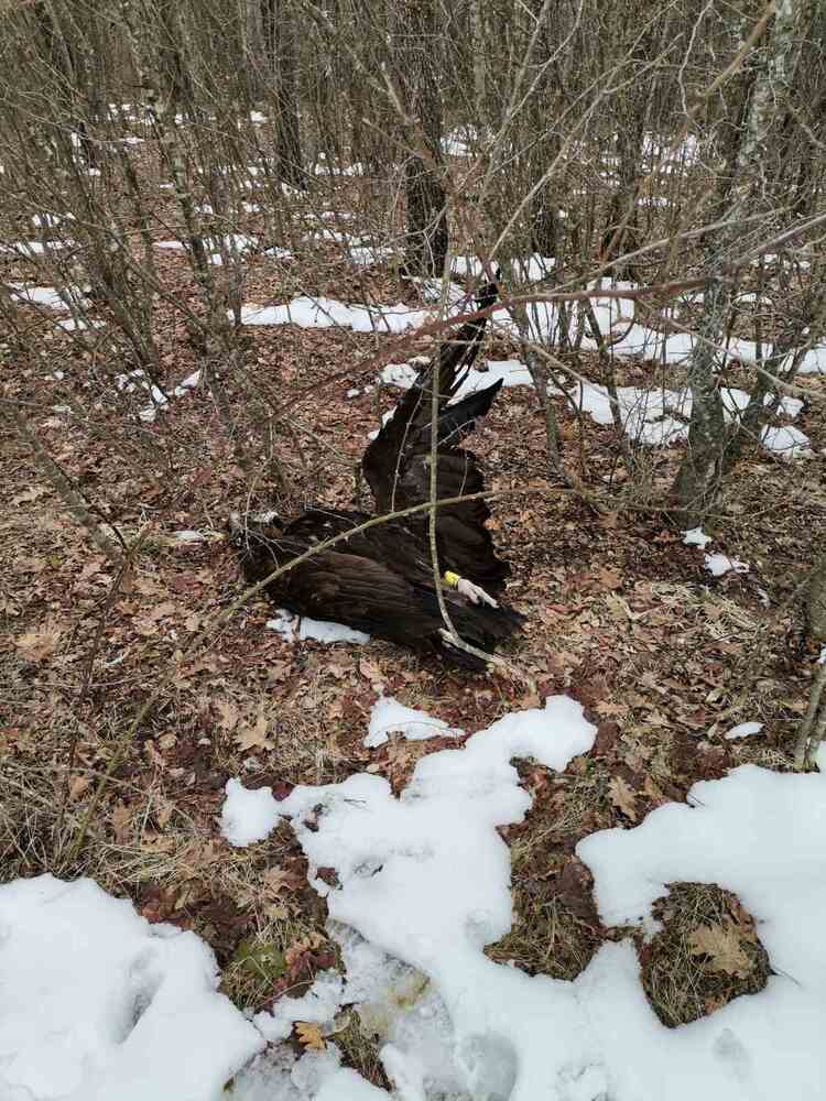 Отровени са четири лешояда от защитен вид