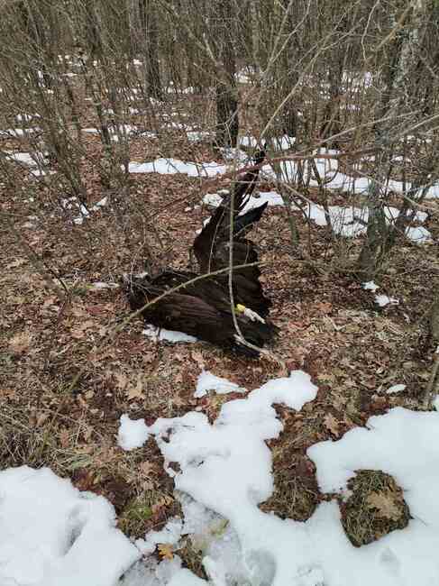 Отровени са четири лешояда от защитен вид