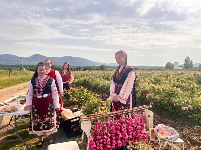 Започна ритуалът розобер в розовите градини край Казанлък