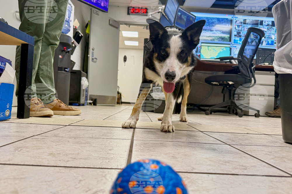 Airport Pup Patrol