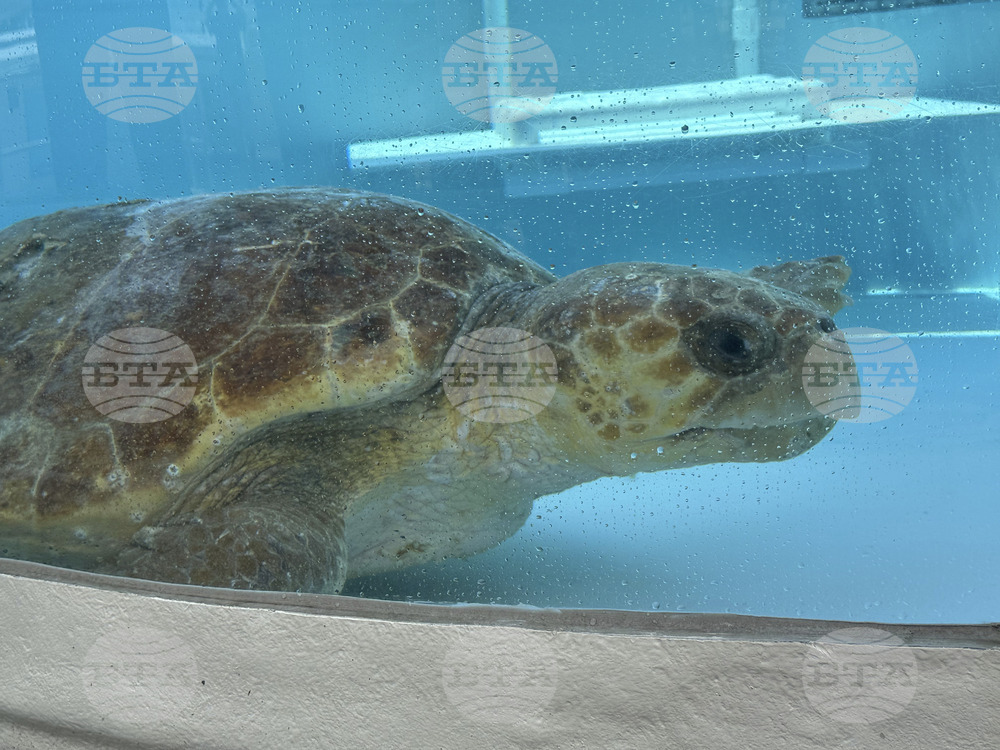 Turtle Rehab