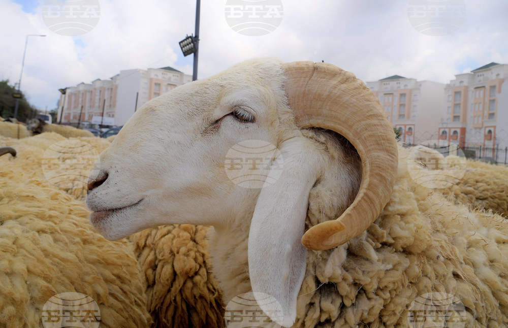 Algeria Eid